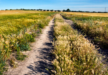 Camino de los Arenales