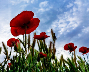 Amapolas en primavera