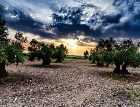 Amanece en el olivar