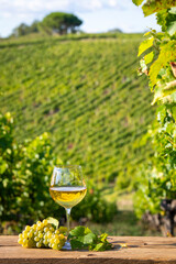 Paysage de vigne en France, vignoble et grappe de raisin sous le soleil d'été. - 669599556
