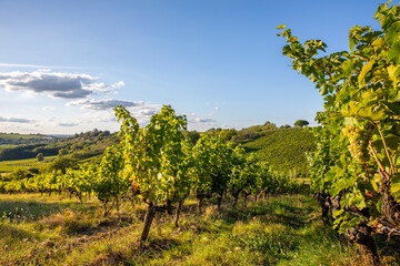 Fototapeta na wymiar Paysage de vigne en France, vignoble d'Anjou dans le Layon avant les vendanges d'automne.