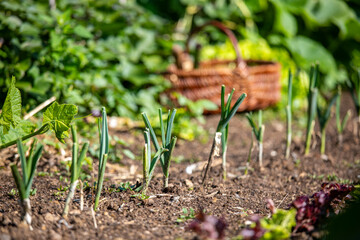 Vieux panier en osier au milieu d'un jardin potager et des légumes au printemps.