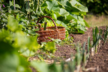Vieux panier en osier au milieu d'un jardin potager et des légumes au printemps.