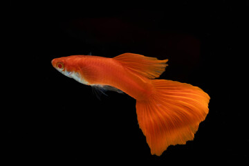 Albino full red fancy guppy fish (Poecilia reticulata) isolated on black background.