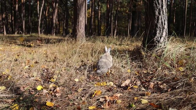 Charming gray domestic rabbit sits in forest with autumn leaves.