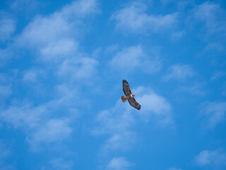 Red-tailed Hawk
Buteo jamaicensis