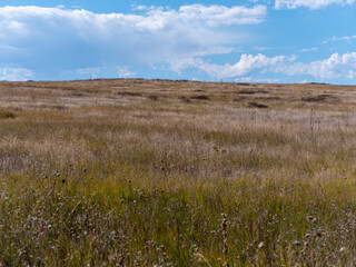 Shortgrass prairie in eastern Colorado