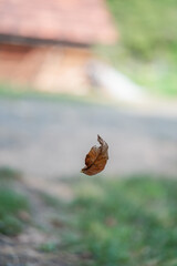 Close up of a single orange and brown dry leaf falling in the forest