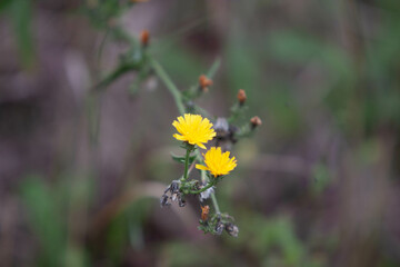 Blossoms in a meadow