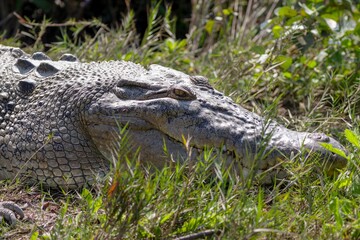Head of saltwater crocodile (Crocodylus porosus). this photo was taken from Sundarbans National Park