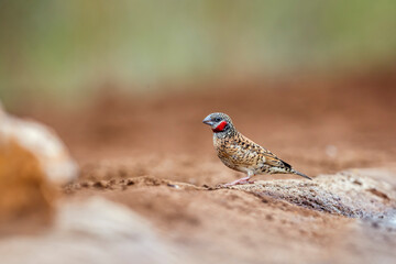 Cut throat finch male standing on the ground in Kruger National park, South Africa ; Specie Amadina fasciata family of Estrildidae