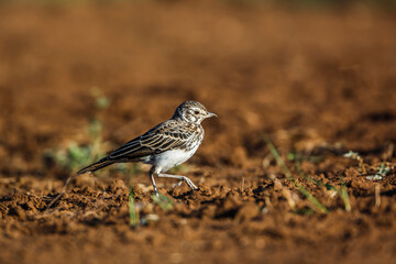 Dusky Lark walking on the ground in Kruger National park, South Africa; specie Pinarocorys nigricans family of Alaudidae