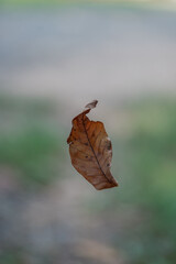 Close up of a single orange and brown dry leaf falling in the forest