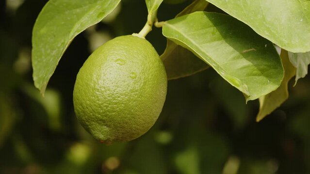 Green lemon fruit growing on a lemon tree branch. Closeup footage of a fresh fruit with raindrops on it. Citrus food concept.