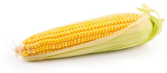 Isolated white corn cob