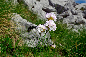 Alpen-Grasnelke // Alpine Thrift (Armeria alpina) - Blume des Jahres 2024 - Komovi-Nationalpark, Montenegro - obrazy, fototapety, plakaty