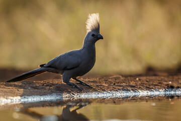 Grey go away bird backlit along waterhole at dawn in Kruger National park, South Africa ; Specie Corythaixoides concolor family of Musophagidae