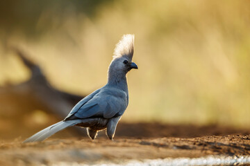 Grey go away bird standing in backlit at dawn in Kruger National park, South Africa ; Specie...