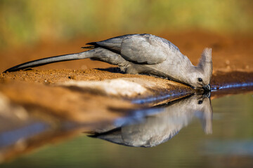 Grey go away bird drinking in waterhole with reflection in Kruger National park, South Africa ;...