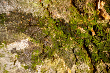 Natural rock texture background. Rocky bas-relief wall. Green moss on the surface of the rocks.