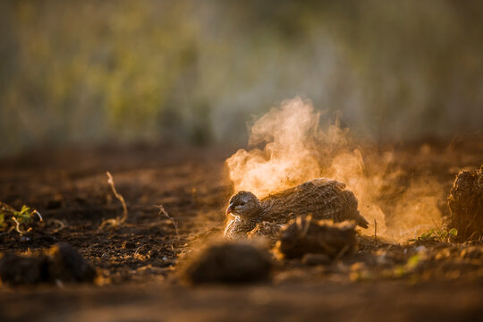 Natal francolin grooming in sand at dawn in Kruger National park, South Africa ; Specie Pternistis natalensis family of Phasianidae