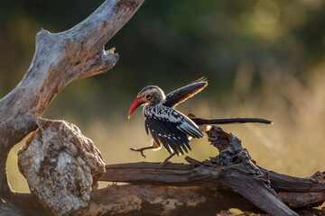 Southern Red billed Hornbill flying on a log in Kruger National park, South Africa ; Specie Tockus rufirostris family of Bucerotidae