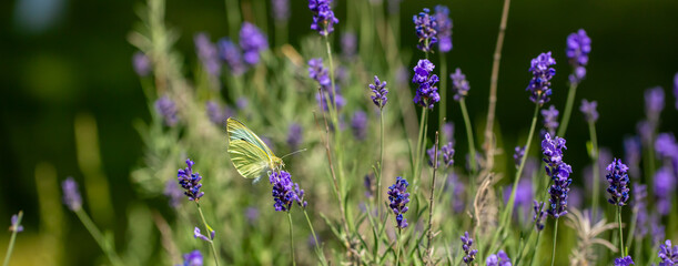Butterflies on spring lavender flowers under sunlight. Beautiful landscape of nature with a panoramic view. Hi spring. long banner