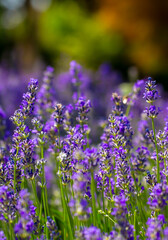 Naklejka premium Spring lavender flowers under sunlight. Lilac flowers close up. Beautiful landscape of nature with a panoramic view. Hi spring. long banner