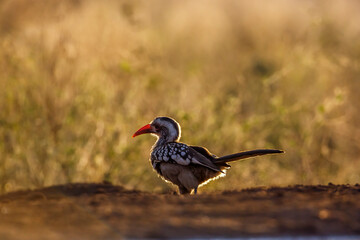 Southern Red billed Hornbill ground level at dawn in Kruger National park, South Africa ; Specie Tockus rufirostris family of Bucerotidae