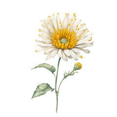 Daisy flower decoration on png background