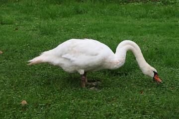 white swan on the grass