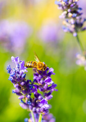 Spring lavender flowers under sunlight. Bees pollinate flowers and collect pollen. Lavender honey. Beautiful landscape of nature with a panoramic view. Hi spring. long banner