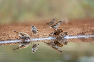 Southern Grey-headed Sparrow group bathing and drinking in waterhole in Kruger National park, South Africa ; Specie family Passer diffusus of Passeridae