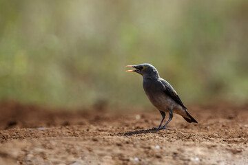 Wattled Starling along waterhole in Kruger National park, South Africa ; Specie Creatophora cinerea family of Sturnidae