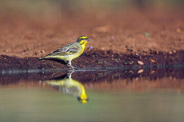 Yellow fronted Canary standing along waterhole with reflection in Kruger National park, South...