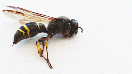 Lying dead wasp close-up on a light background.