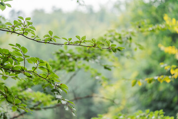 Concept nature view of green leaf on blurred greenery background in garden and sunlight with copy space using as background natural green plants landscape, ecology, fresh wallpaper. High quality photo