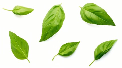 Obraz premium Set of flying basil leaves on white background