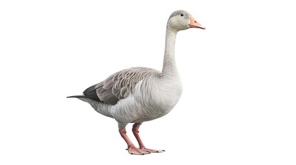 Toulouse goose bird