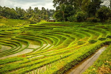 Rice terrace view in Blimbing and Pupuan. Beautiful rolling fields in the tropical forest of Bali....