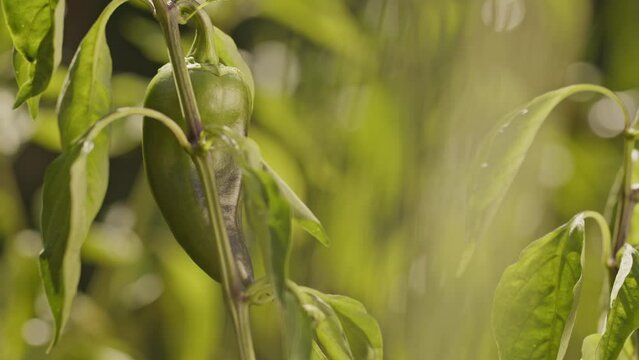 Sweet green paprika or capia pepper hanging on a plant in a vegetable garden or a farm. Closeup real time footage under the warm summer sun.