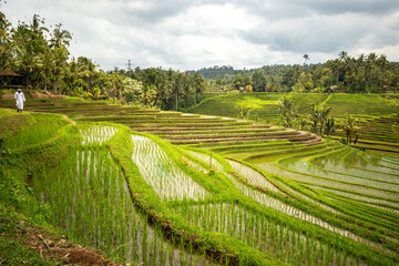 Fototapeta na wymiar Rice terrace view in Blimbing and Pupuan. Beautiful rolling fields in the tropical forest of Bali. Green terraces with a view from the viewing point of the landscape in the evening.