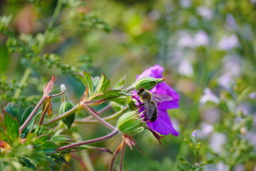 A honey bee sits on a purple flower, all at work collecting pollen from the flowers