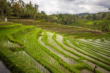 Rice terrace view in Blimbing and Pupuan. Beautiful rolling fields in the tropical forest of Bali. Green terraces with a view from the viewing point of the landscape in the evening.