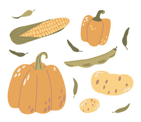 Fresh Corn, Pumpkin, Beans, And Potatoes Vegetables. Bountiful Autumn Harvest. Vibrant, Earthy Ingredients