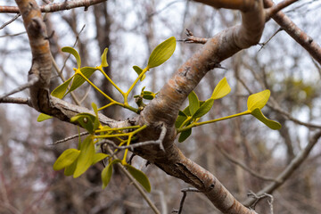 Lichens and moss-like varieties on tree branches in winter.