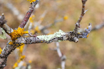 Lichens and moss-like varieties on tree branches in winter.