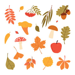 Set of autumn leaves and mushrooms. Botanical fall collection. Flat vector illustration isolated on white background.