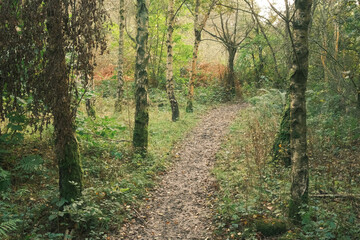 path in the woods