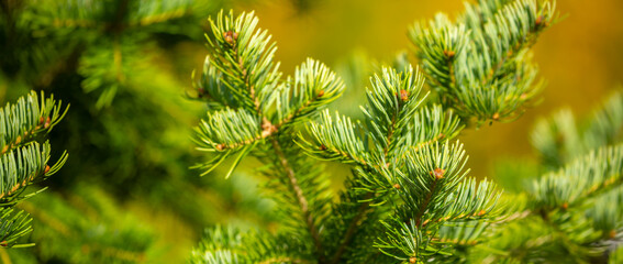Fir branches close-up. Coniferous trees in the forest. Winter Christmas background. Christmas background, beautiful nature